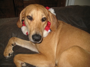 Roo-dolph the red-nosed doggie.